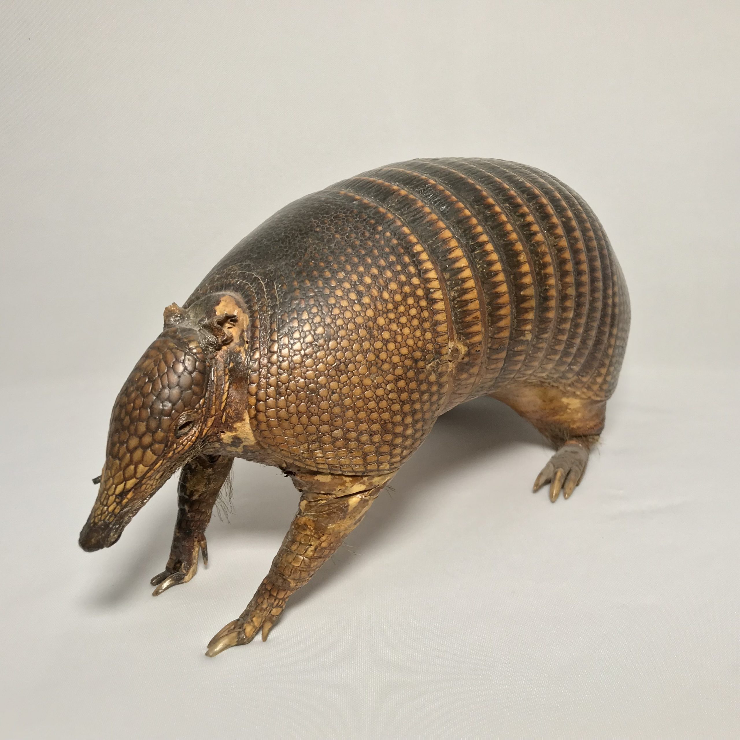 ARMADILLO DISECADO - Antiques Gallery